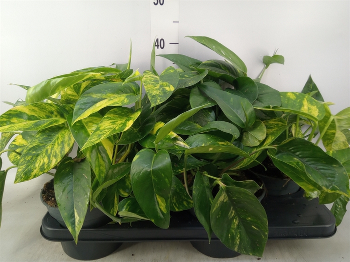 <h4>Epipremnum   ...</h4>