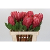 Protea Cynaroides Red Rex