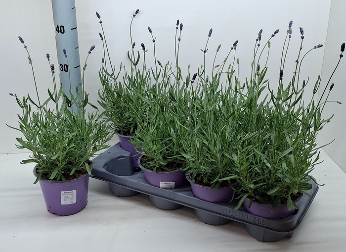 <h4>LAVAN ANGUSTIFOLIA</h4>