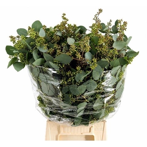 EUCALYPTUS 'POPULUS WITH BERRIES'