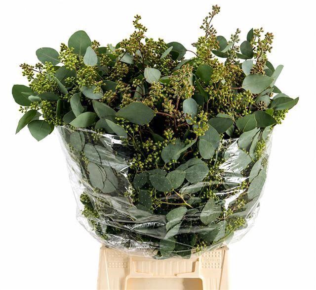 <h4>EUCALYPTUS 'POPULUS WITH BERRIES'</h4>