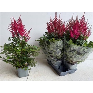 Astilb A Drum An Bas 5 Bloemen+