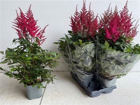 <h4>Astilb A Drum An Bas 5 Bloemen+</h4>