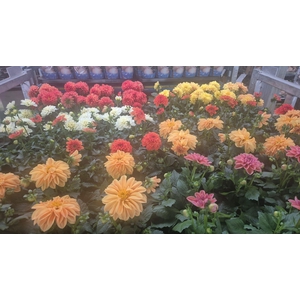 DAHLIA MIXK 5 KL