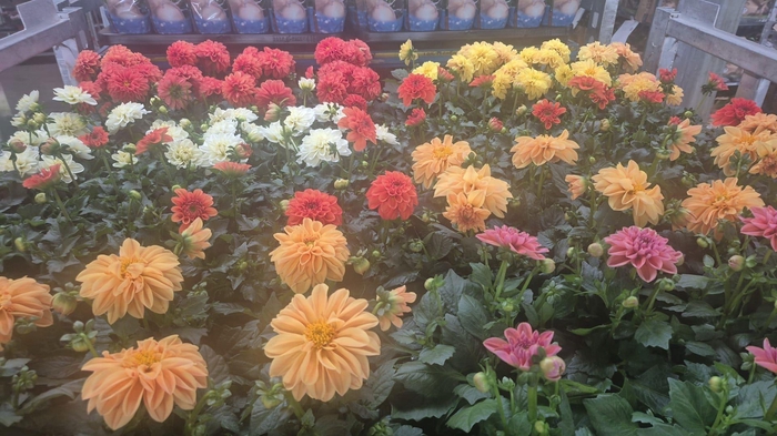 <h4>DAHLIA MIXK 5 KL</h4>