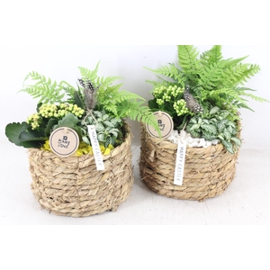 arr2 PL - Mand naturel rond x5 - geel/wit