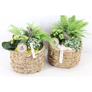 arr2 PL - Mand naturel rond x5 - geel/wit