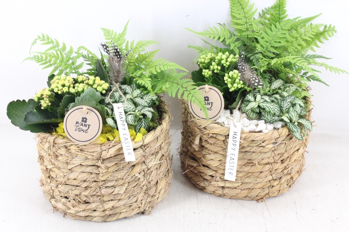 <h4>arr2 PL - Mand naturel rond x5 - geel/wit</h4>