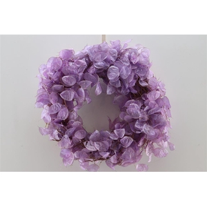 Wr Dried Lunaria Milka 40cm