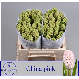 HYAC CHINA PINK