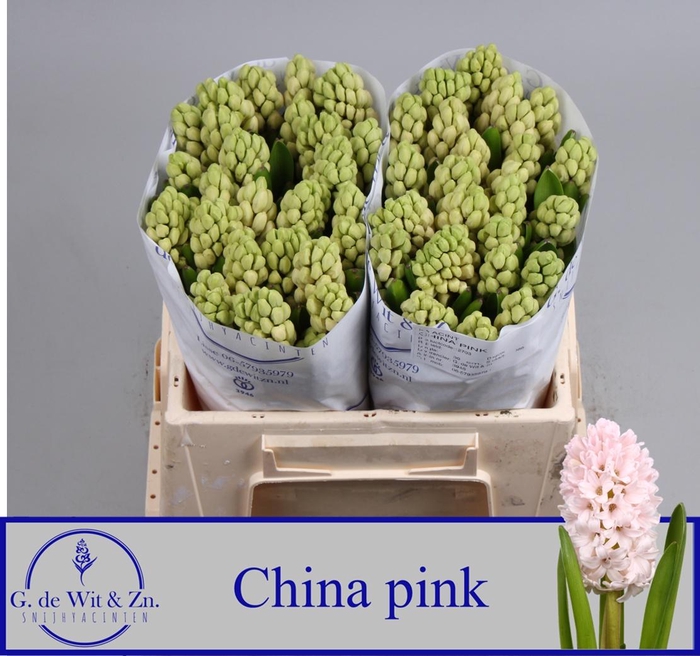 <h4>HYAC CHINA PINK</h4>