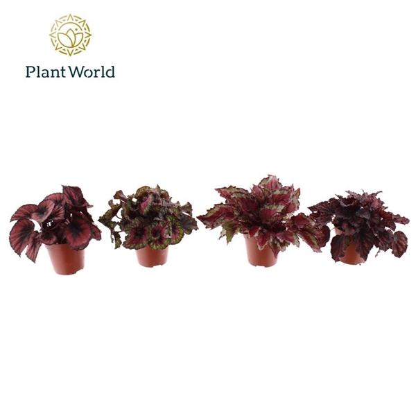 <h4>Begonia Love mix 3 - 4 soorten</h4>