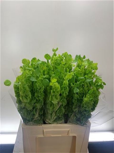 MOLUCCELLA STUK