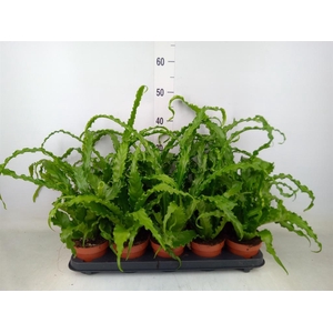 Asplenium antiquum 'Osaka'