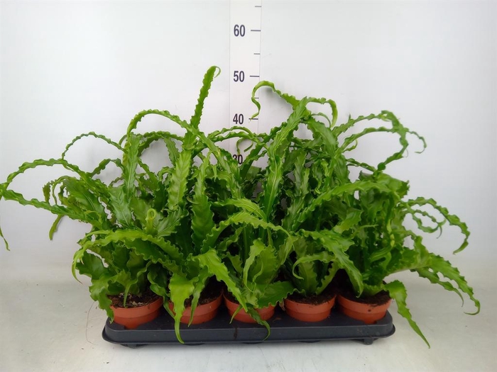 <h4>Asplenium antiquum 'Osaka'</h4>