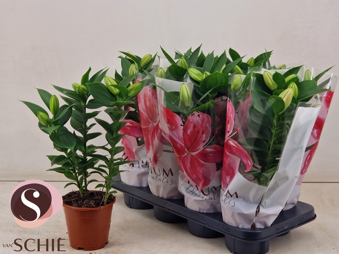 <h4>LIL OR SOUVENIR</h4>