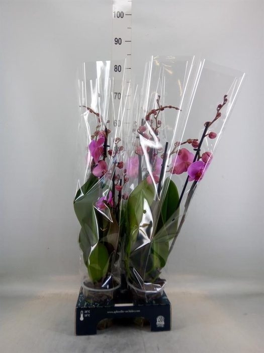 Phalaenopsis  'Ant Los Angeles'