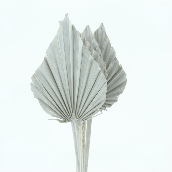 <h4>Dried Palm Spear White</h4>