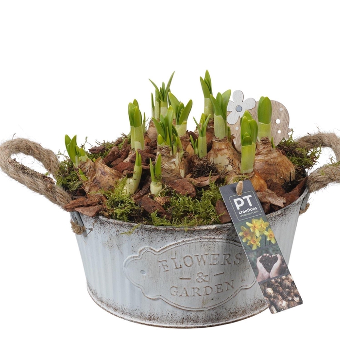 <h4>Arr.  Narcissus Tete Tete L%</h4>