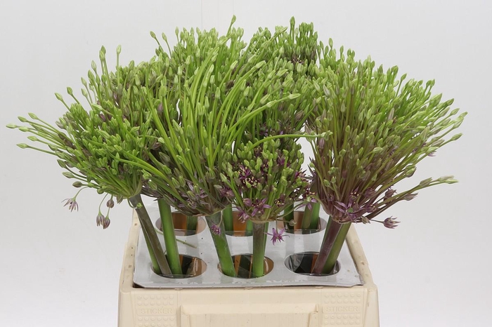 <h4>Allium Schubertii</h4>