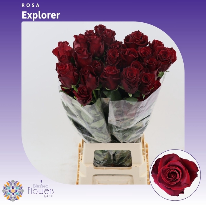 <h4>Rosa gr Explorer</h4>