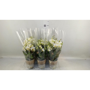 Phalaenopsis multi. 'Ant Lausanne'