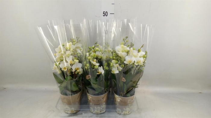 <h4>Phalaenopsis multi. 'Ant Lausanne'</h4>