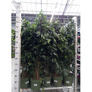 Ficus benja. 'Danielle'