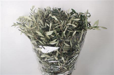 <h4>Olijf Per Bunch 400 Gram</h4>