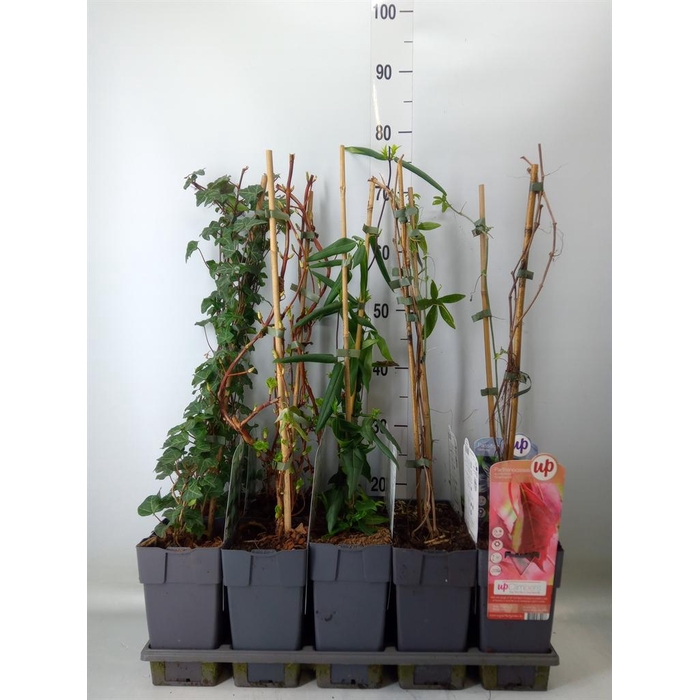 <h4>Klimplanten   ...</h4>