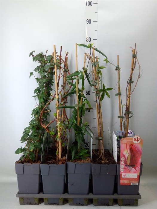 <h4>Klimplanten   ...</h4>