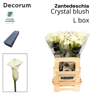 Zant Crystal Blush Large Box 55 Cm