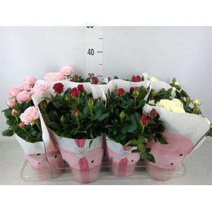 Rosa  'Amorosa'   ...mix