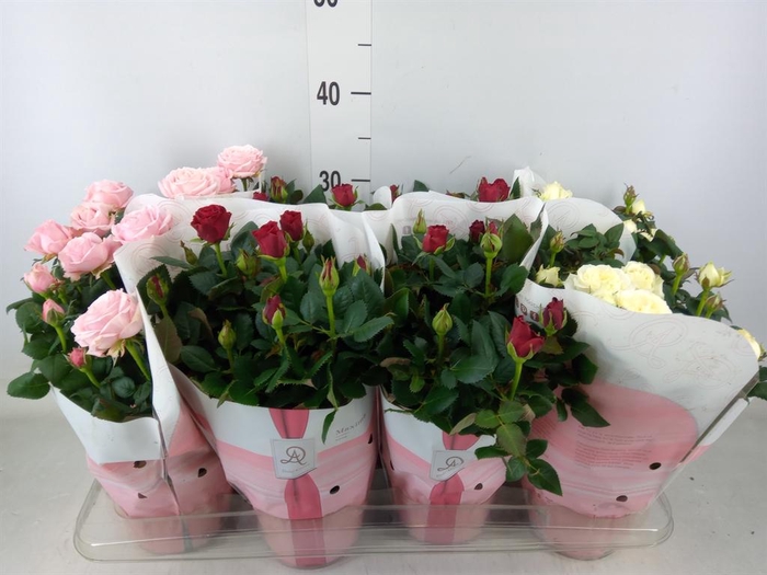 <h4>Rosa  'Amorosa'   ...mix</h4>