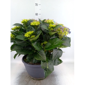 Hydrangea mac.