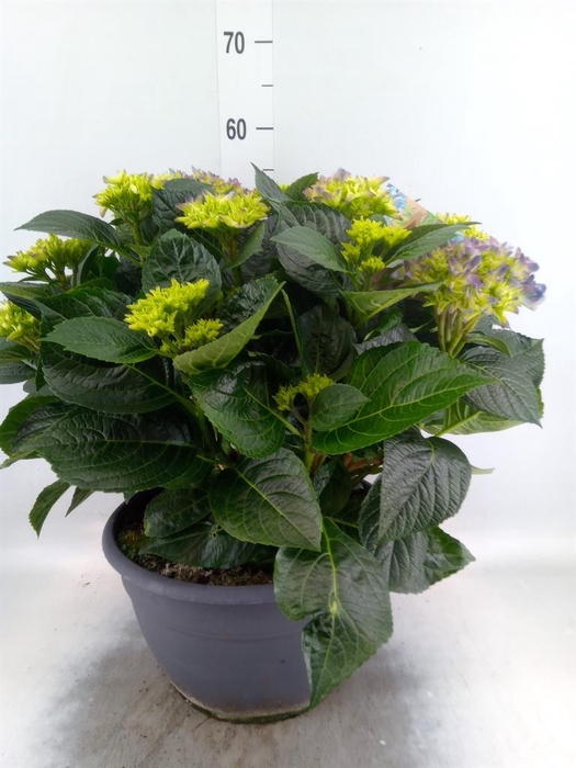<h4>Hydrangea mac.</h4>