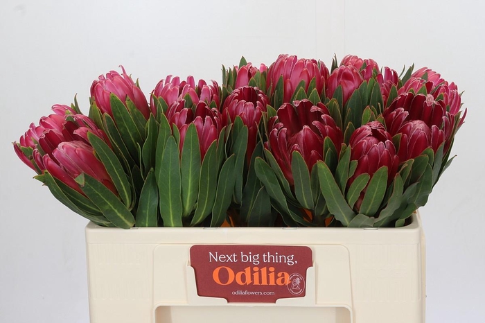 <h4>Protea Brenda</h4>