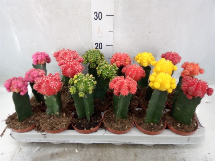 <h4>Gymnocalycium mihanov. 'Brasil'</h4>