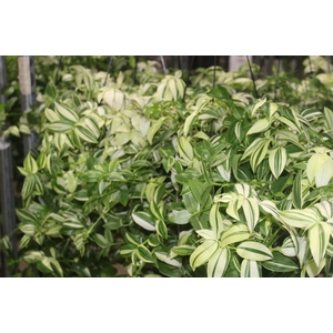 TRADESCANTIA YELLOW HILL C21