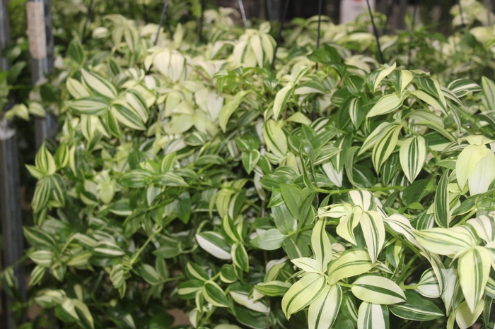 <h4>TRADESCANTIA YELLOW HILL C21</h4>