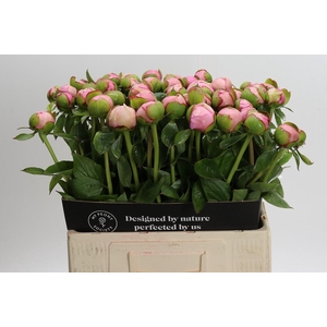 Paeonia Angel Cheeks