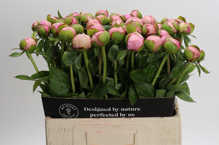 <h4>Paeonia Angel Cheeks</h4>