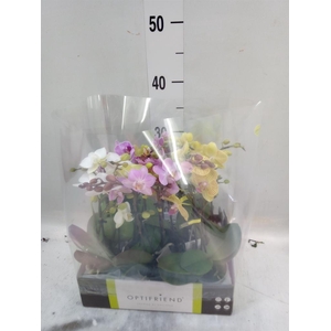 Phalaenopsis multi.   ...mix  5