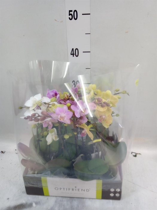<h4>Phalaenopsis multi.   ...mix  5</h4>