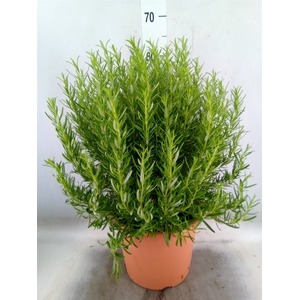 Rosmarinus officinalis   ...