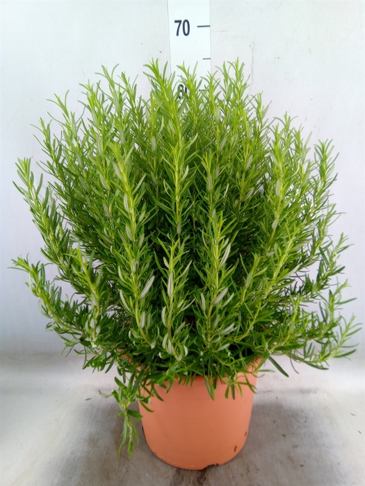 <h4>Rosmarinus officinalis   ...</h4>