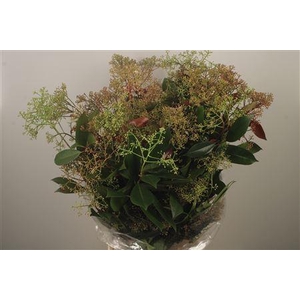 Photiniabloei Per Bunch