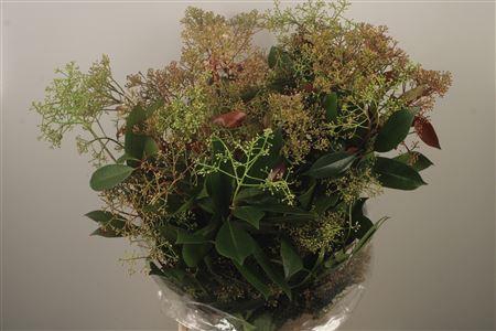 <h4>Photiniabloei Per Bunch</h4>