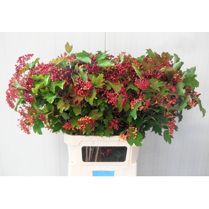 VIBUR OP COMPACTUM