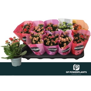 KAL GE PERF GEM 5 KL